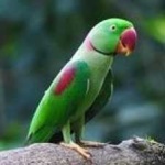 image of alexandrine_parakeet #6