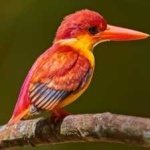 image of rufous_kingfisher #16