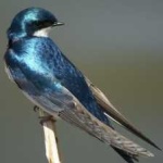 image of bird