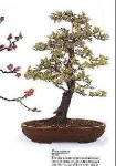 image of tree