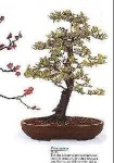 image of bonsai #21