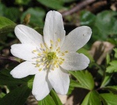 image of flower
