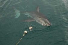 image of great_white_shark