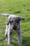 image of bedlington_terrier