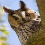 image of bird