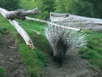 image of porcupine