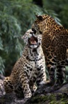 image of jaguar_car