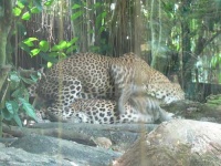 image of jaguar_car