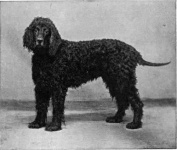 image of irish_water_spaniel #15