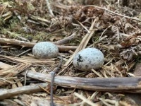image of nightjar