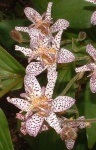 image of flower