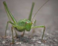 image of cricket