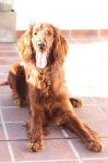 image of irish_setter #34