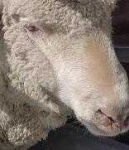 image of animal