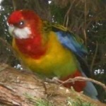 image of bird