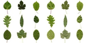 image of leaf