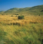 image of grassland