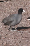 image of american_coot