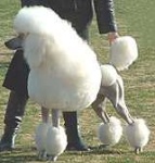 image of standard_poodle