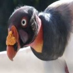 image of bird