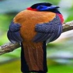 image of red_naped_trogon #17