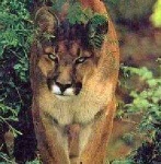 image of cougar_face
