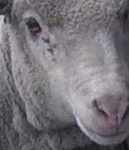image of animal