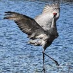 image of bird