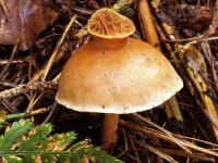 image of mushroom