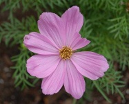 image of flower