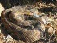 image of sidewinder