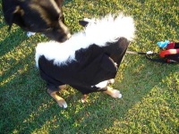 image of skunk