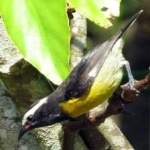 image of bananaquit #9