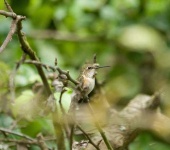 image of hummingbird
