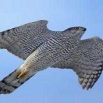 image of bird