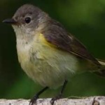 image of bird