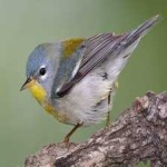 image of bird