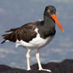 image of bird