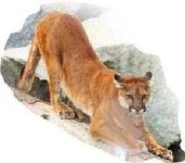 image of cougar_body