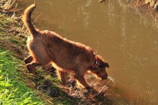 image of irish_terrier