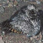 image of bird