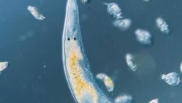 image of parasitic_flatworms