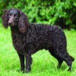 image of animal