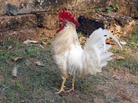 image of cock