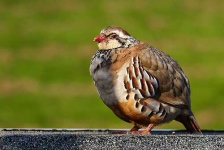 image of partridge