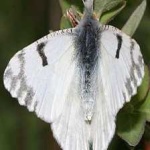 image of animal