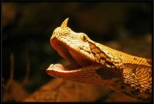 image of horned_viper