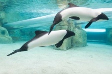 image of animal