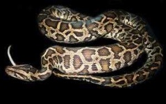 image of rock_python