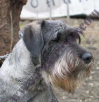 image of standard_schnauzer